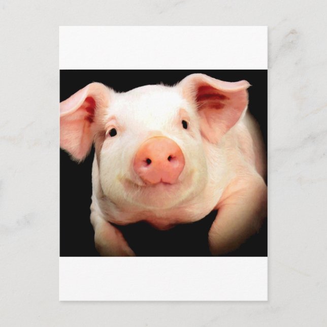 Little Piggy Vykort (Framsida)