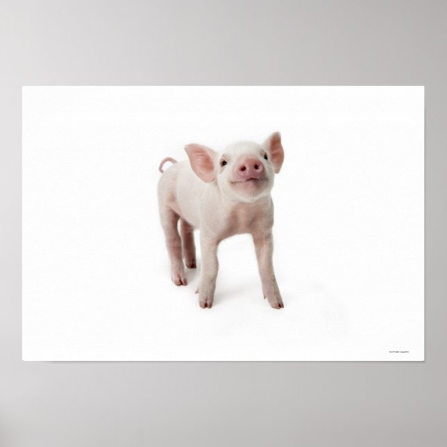 Little Piglet Poster (Framsidan)