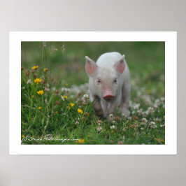 Little Piglet Walking in Flowers Poster