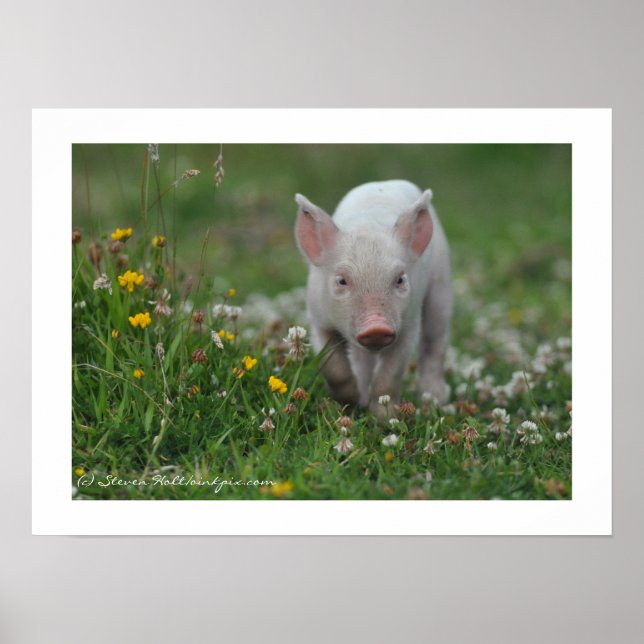 Little Piglet Walking in Flowers Poster (Framsidan)