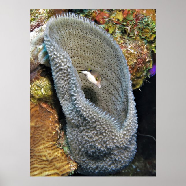 Little Puffer in Coral Poster (Framsidan)