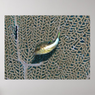 Little Puffer och Fläkt Coral Poster