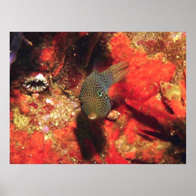Little Puffer Poster (Framsidan)