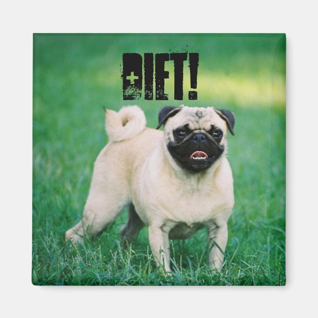 LITTLE PUG PÅMINNER OM ATT DU ÄR PÅ DIET! MAGNET (Framsidan)