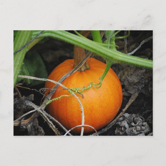 Little Pumpkin-vykort Vykort (Framsida)