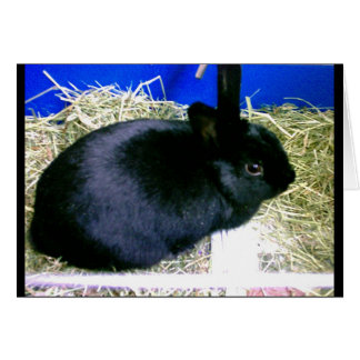 Little Rabbit 2 Hälsningskort