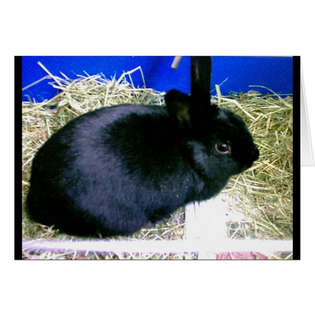 Little Rabbit 2 Hälsningskort (Framsidan Horizontal)