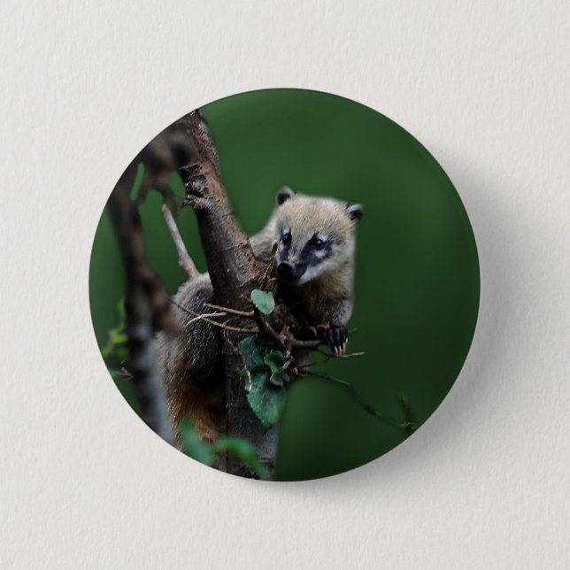 Little rascals coati - lemur knapp (Framsida)