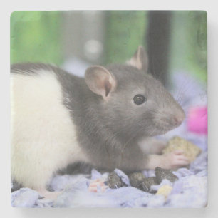 Little råtta stenunderlägg