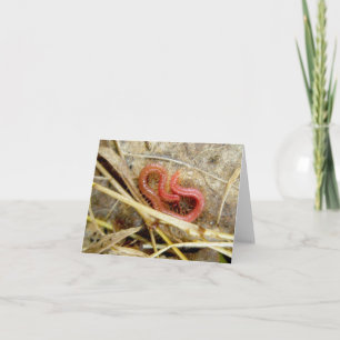 Little Red Centipede Note Card Helgkort
