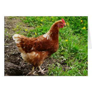 Little Red Chicken - Free Range Egg Lagrar Hälsningskort