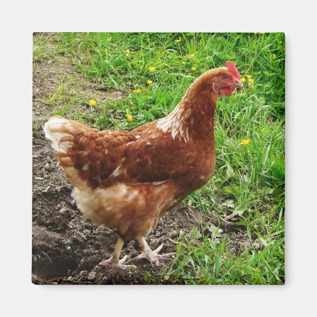 Little Red Chicken - Free Range Egg Lagrar Magnet (Framsidan)