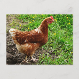 Little Red Chicken - Free Range Egg Lagrar Vykort