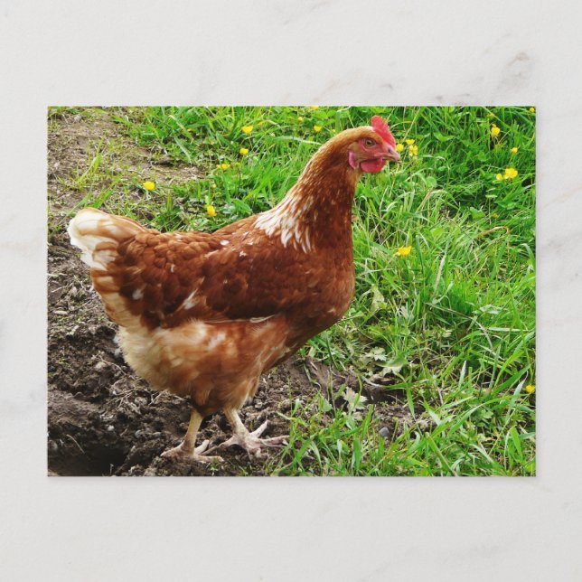 Little Red Chicken - Free Range Egg Lagrar Vykort (Framsida)