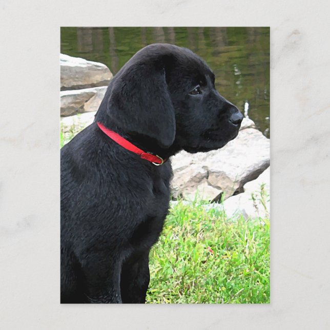 Little Red Collar - Svart lab Puppy - Labrador Vykort (Framsida)