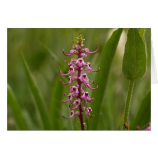 Little Red Elephants.Colorado 05 Hälsningskort