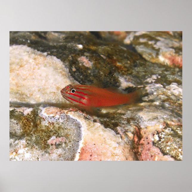 Little Red Fish Poster (Framsidan)