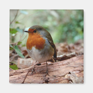 Little Robin Magnet