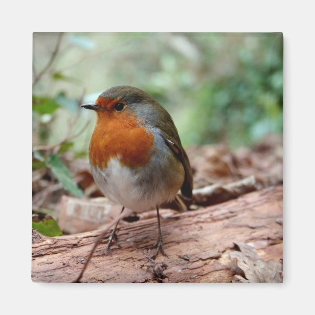 Little Robin Magnet (Framsidan)