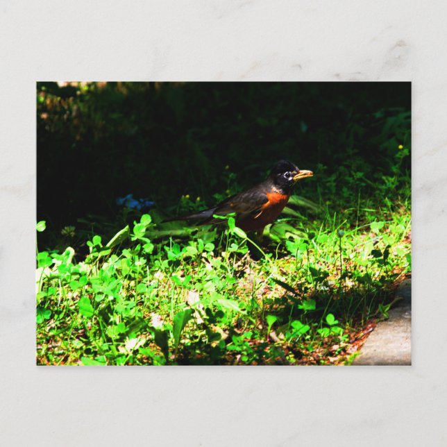 Little Robin Postcard Vykort (Framsida)