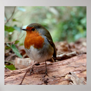 Little Robin Poster