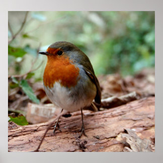 Little Robin Poster