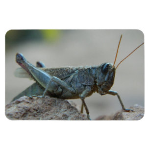 Little Sandy Grashopper Magnet