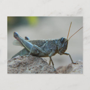 Little Sandy Grashopper Vykort