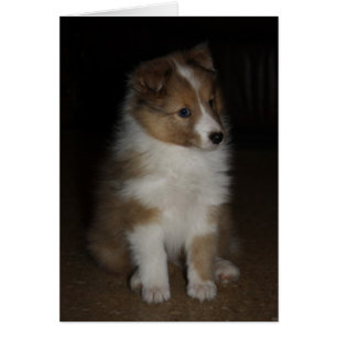 "Little Sarge" Shetland Sheepdog Puppy Hälsningskort