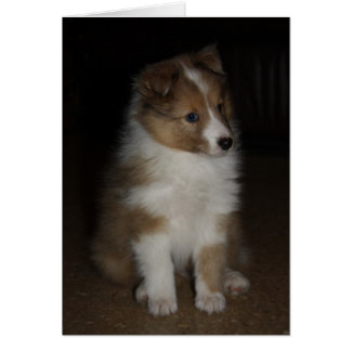 "Little Sarge" Shetland Sheepdog Puppy Hälsningskort