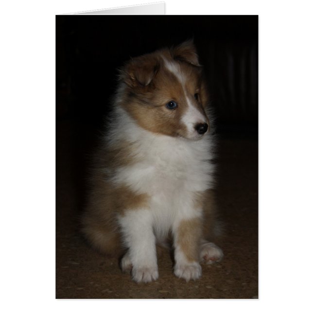 "Little Sarge" Shetland Sheepdog Puppy Hälsningskort (Framsidan)