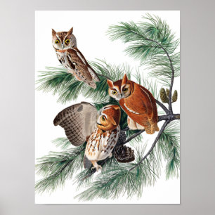 Little Screech Uggla av John James Audubon Poster