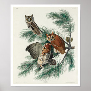 Little Screech Uggla by Audubon Poster