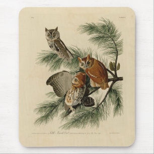 Little Screech Uggla från Audubon's Birds of Ameri Musmatta