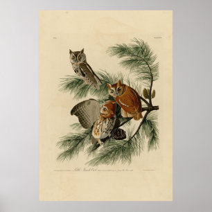 Little Screech Uggla från Audubon's Birds of Ameri Poster