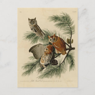 Little Screech Uggla från Audubon's Birds of Ameri Vykort