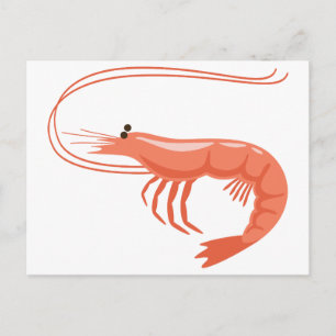 Little Shrimp Vykort