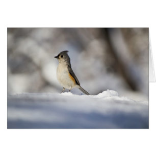 Little Snö Bird OBS Kort