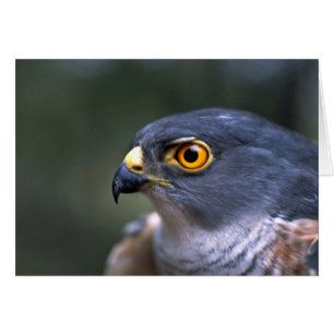 Little Sparrowhawk Hälsningskort