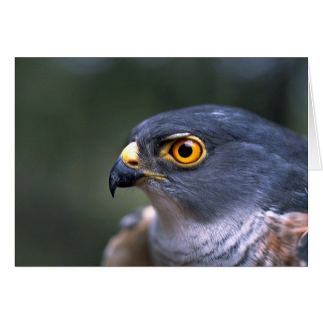 Little Sparrowhawk Hälsningskort (Framsidan Horizontal)