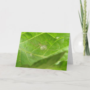 Little Spider Greeting Card Kort