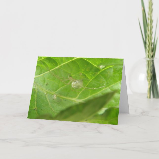 Little Spider Greeting Card Kort (Framsida)