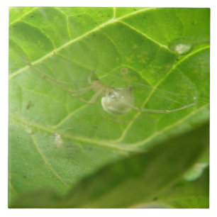 Little Spider Tile Kakelplatta