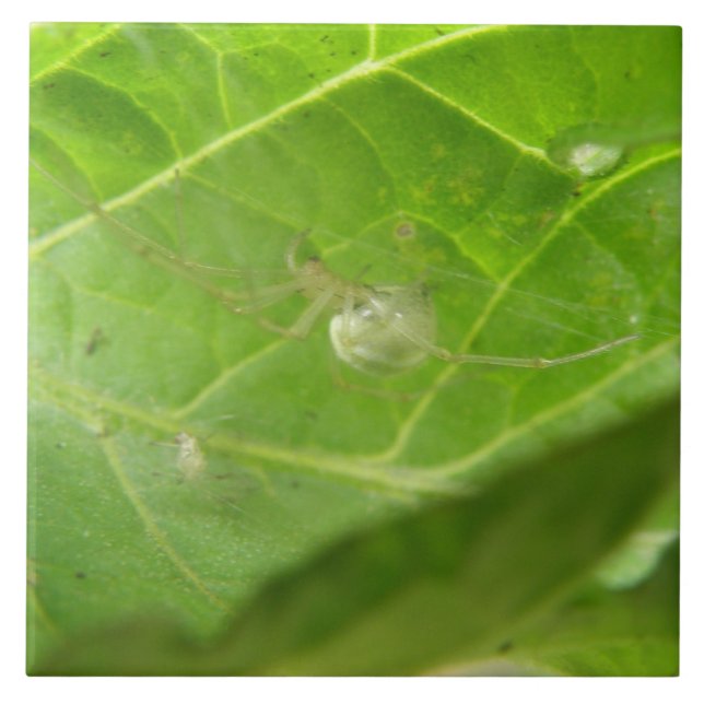 Little Spider Tile Kakelplatta (Framsidan)