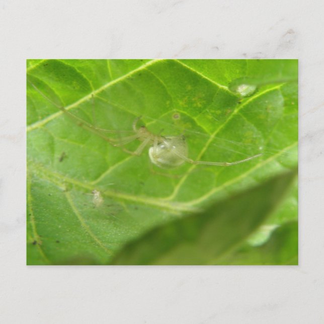 Little Spider-vykort Vykort (Framsida)