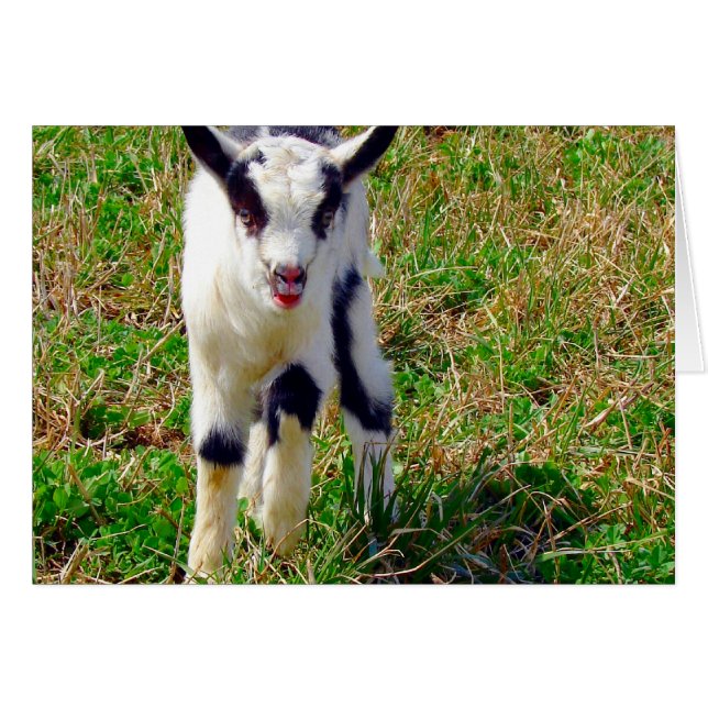 Little Spot Hälsningskort (Framsidan Horizontal)