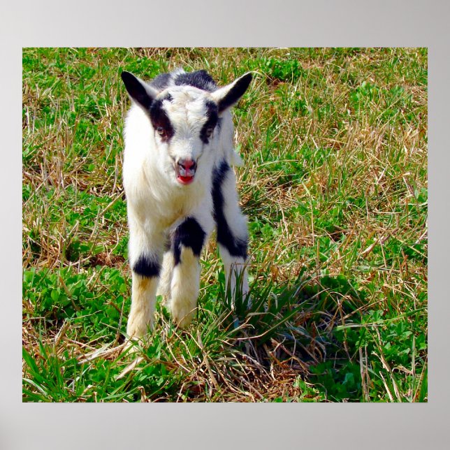 Little Spot Poster (Framsidan)