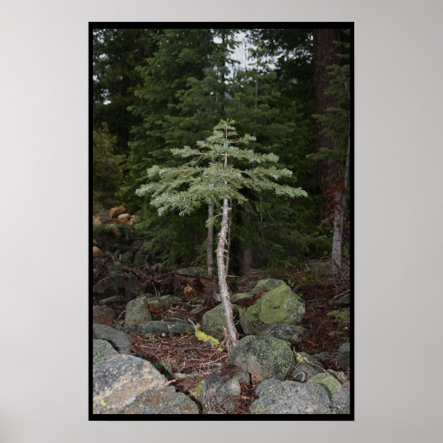 Little Träd Poster (Framsidan)