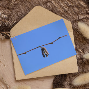 Little Twig på Blå himmel Kort
