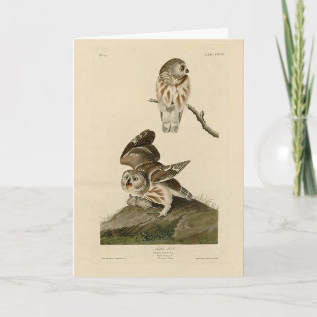 Little Uggla (Saw-whet) Audubon's Birds of America Kort (Framsida)